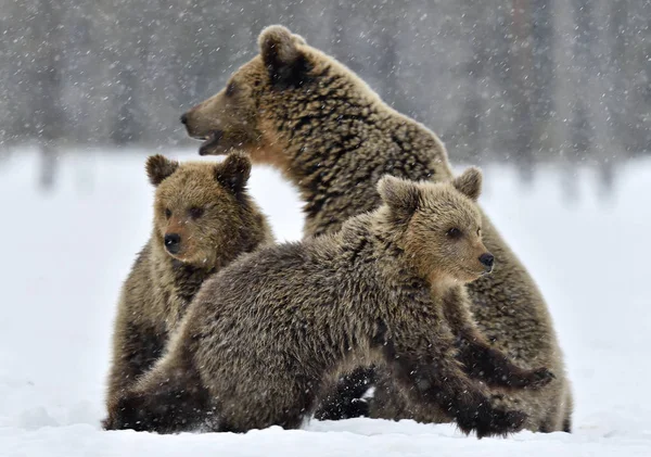 Osa Osos Cachorros Nieve Osos Pardos Bosque Invierno Hábitat Natural — Foto de Stock