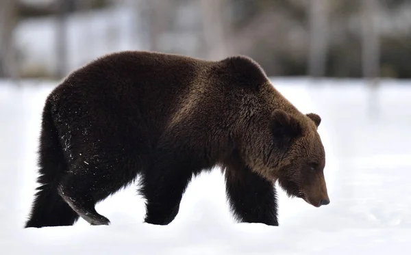 Brown Bear Winter Forest Scientific Name Ursus Arctos Natural Habitat — Stok fotoğraf