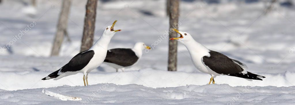 Seagulls scream while sitting in the snow-covered swamp in a winter forest. European herring gulls in snow. Scientific name: Larus argentatus. Winter forest.