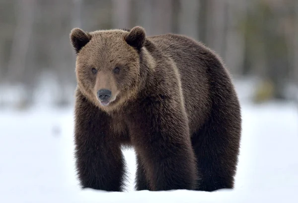 在雪中忍受着 张开它的嘴 前面的景色 棕熊在冬天的森林里 Ursus Arctos 自然生境 — 图库照片