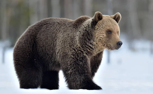Brown Bear Winter Forest Scientific Name Ursus Arctos Natural Habitat — Stok fotoğraf