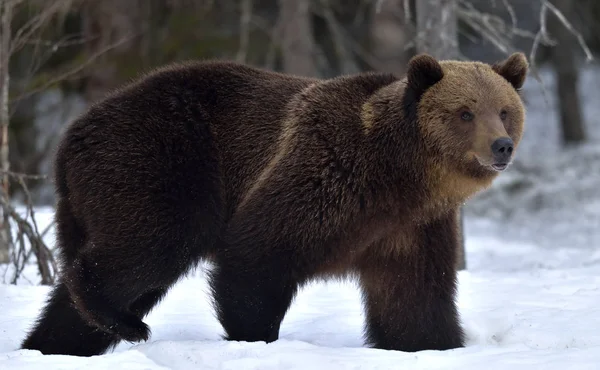 棕熊在冬天的森林里 Ursus Arctos 自然生境 — 图库照片
