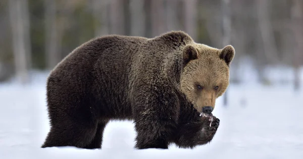 Bruine Beer Het Winterbos Wetenschappelijke Naam Ursus Arctos Natuurlijke Habitat — Stockfoto