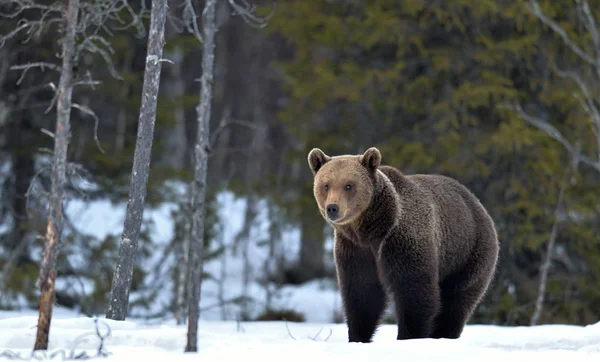 Brown Bear Winter Forest Scientific Name Ursus Arctos Natural Habitat — Stok fotoğraf