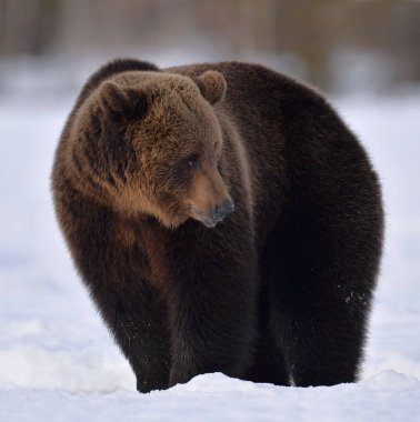 Brown bear in winter forest. Scientific name: Ursus Arctos. Natural Habitat.