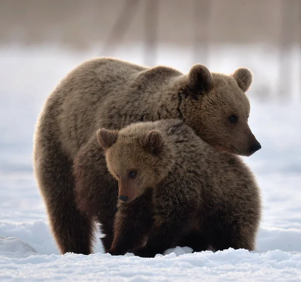 Urs Pui Urs Zăpadă Urşi Bruni Pădurea Iarnă Habitat Natural — Fotografie, imagine de stoc