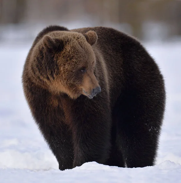 Oso Pardo Bosque Invierno Nombre Científico Ursus Arctos Hábitat Natural —  Fotos de Stock