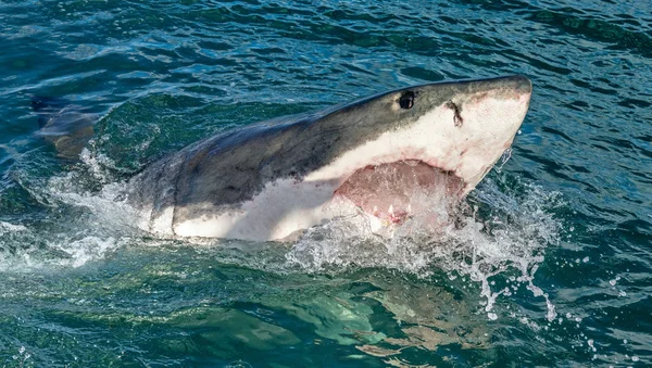 Great White Shark Open Mouth Attacking Great White Shark Water — Stock Photo, Image