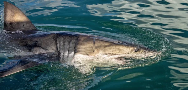 Great White Shark Open Mouth Attacking Great White Shark Water — Stock Photo, Image