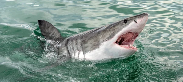 Gran Tiburón Blanco Con Boca Abierta Atacando Gran Tiburón Blanco — Foto de Stock