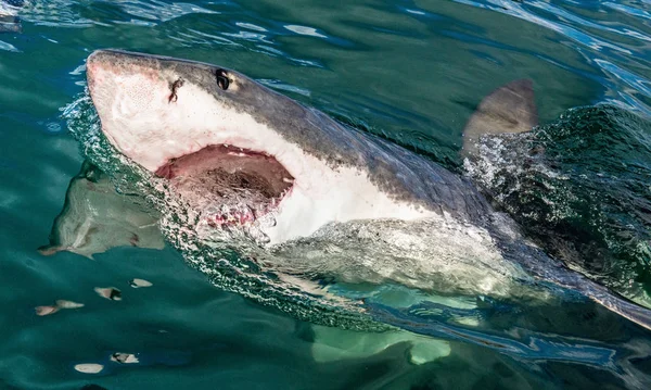 Great White Shark Open Mouth Attacking Great White Shark Water — Stock Photo, Image