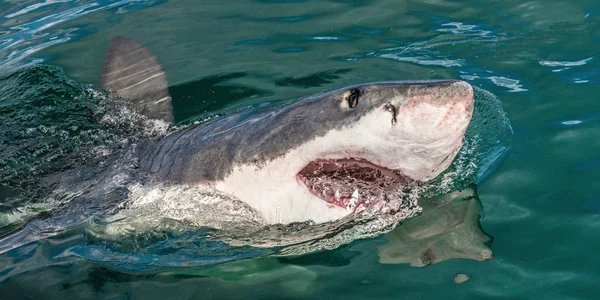 Großer Weißer Hai Mit Offenem Maul Angriff Auf Den Weißen — Stockfoto