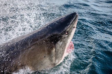 Ağzı açık büyük beyaz köpekbalığı. Okyanus sularında Büyük Beyaz Köpekbalığı 'na saldırmak. Büyük Beyaz Köpekbalığı, bilimsel adı Carcharodon carcharias. Güney Afrika.