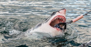 Shark with open mouth emerges out off the water on the surface and grabs bait.  Attacking Great White Shark  in the water of the ocean. Great White Shark, scientific name: Carcharodon carcharias.   clipart