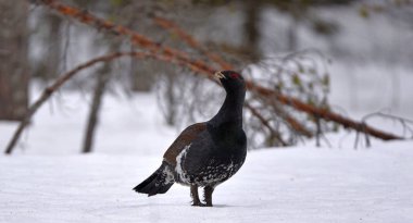 Male of Capercaillie in early spring forest. The western capercaillie. Scientific name: Tetrao urogallus. Wood grouse, heather cock or capercaillie during the courting season. clipart