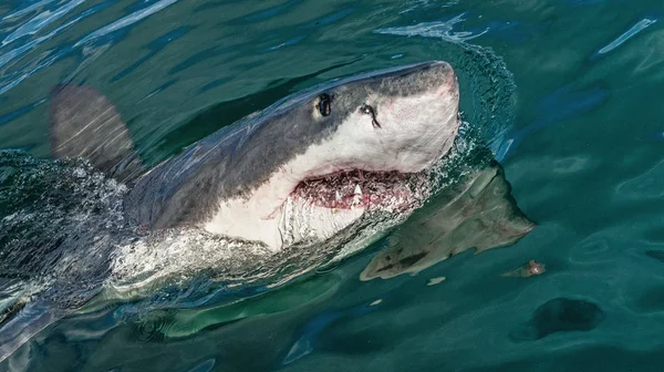 大白鲨 嘴巴张开 攻击大海中的大白鲨 大白鲨 Carcharodon Carcharias — 图库照片