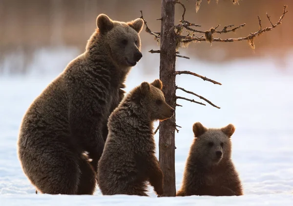 Ours Ourse Tenait Sur Ses Pattes Postérieures Ours Oursons Sur — Photo