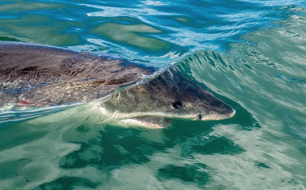 Hai Schwimmt Unter Wasser Von Oben Aus Nächster Nähe Weißer — Stockfoto