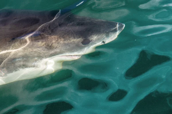 Tubarão Nadar Debaixo Água Vista Superior Perto Grande Tubarão Branco — Fotografia de Stock