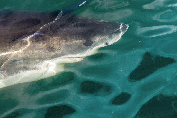 Акула плавает под водой, вид сверху, близко. Большая белая акула (Carcharodon carcharias) в водах Тихого океана у берегов Южной Африки
.