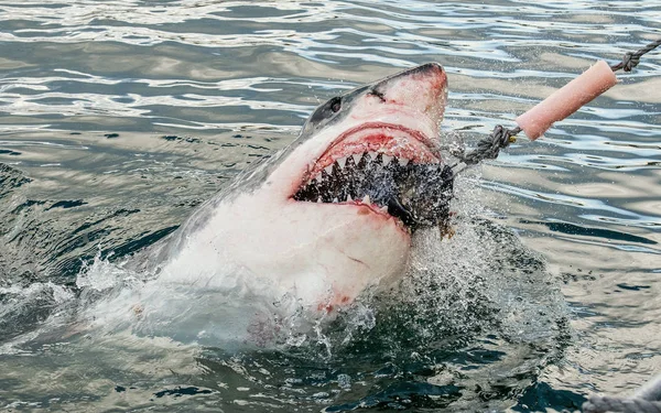 Squalo Bocca Aperta Emerge Dall Acqua Sulla Superficie Afferra Esca — Foto Stock