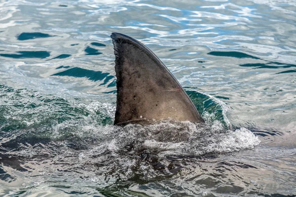 Aleta Tiburón Sobre Agua Primer Plano Aleta Gran Tiburón Blanco — Foto de Stock