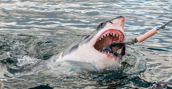 Shark Open Mouth Emerges Out Water Surface Grabs Bait Attacking — Stock Photo, Image