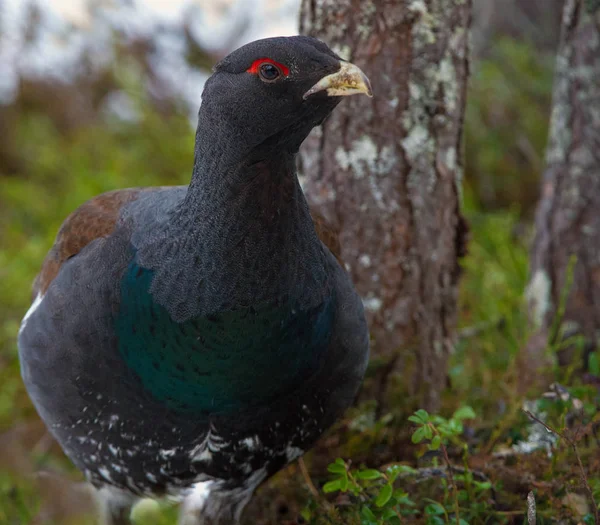 Male Capercaillie Early Spring Forest Western Capercaillie Scientific Name Tetrao — Stock Photo, Image