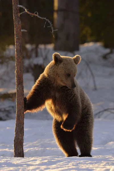 Brązowy Niedźwiedź Stoi Tylnych Nogach Przy Choince Zimowym Lesie Zachodzie — Zdjęcie stockowe