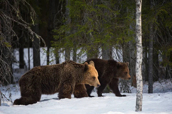 Ours Ourson Dans Neige Ours Bruns Dans Forêt Hiver Habitat — Photo