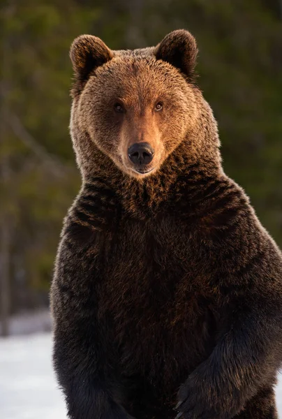 日落时在冬天的森林里拍下了棕熊的近照 前面的景色 棕熊用后腿站立 Ursus Arctos 自然栖息地 日落之光 — 图库照片