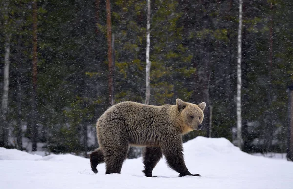 Καφέ Αρκούδα Στο Χειμερινό Δάσος Επιστημονική Ονομασία Ursus Arctos Φυσικός — Φωτογραφία Αρχείου