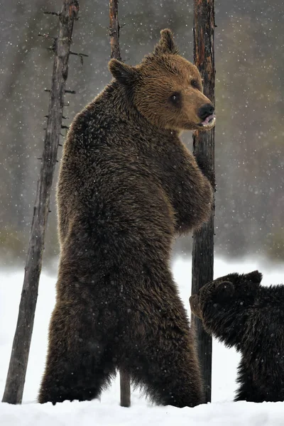 Miś Ursa Stał Tylnych Nogach Niedźwiedzie Niedźwiedzie Śniegu Brązowe Niedźwiedzie — Zdjęcie stockowe