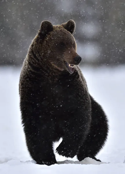Urso Castanho Com Boca Aberta Floresta Inverno Vista Frontal Nome — Fotografia de Stock