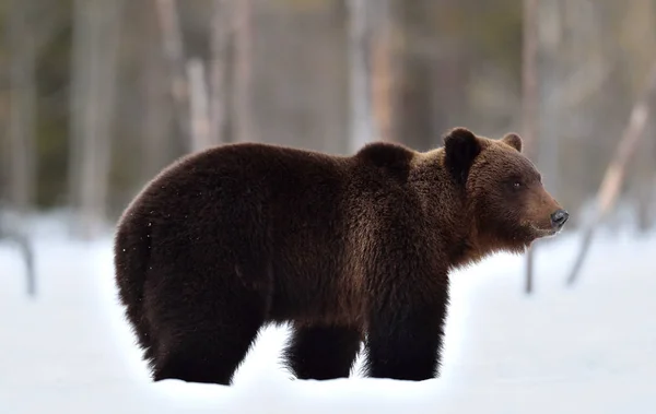 Brown Bear Winter Forest Scientific Name Ursus Arctos Natural Habitat — Stok fotoğraf