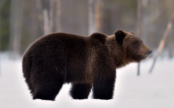 Urso Castanho Floresta Inverno Nome Científico Ursus Arctos Habitat Natural — Fotografia de Stock