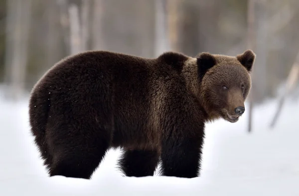 Urso Castanho Floresta Inverno Nome Científico Ursus Arctos Habitat Natural — Fotografia de Stock