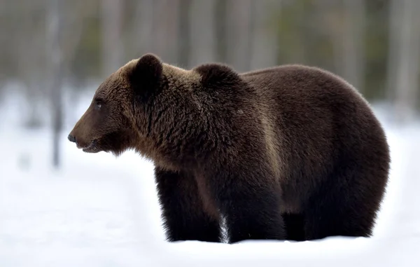 Brown Bear Winter Forest Scientific Name Ursus Arctos Natural Habitat — Stok fotoğraf