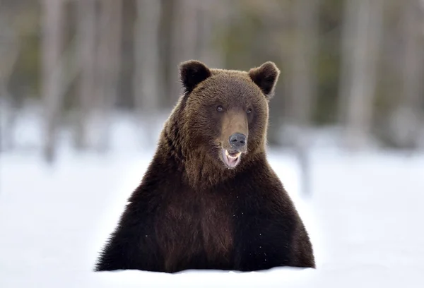 Orso Siede Nella Neve Aprendo Bocca Vista Frontale Orso Bruno — Foto Stock