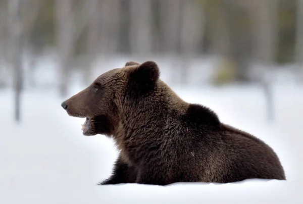 Medvěd Sedí Sněhu Otvírá Tlamu Medvěd Hnědý Zimním Lese Vědecký — Stock fotografie