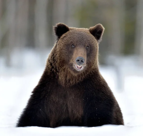Медведь Сидит Снегу Открывает Рот Вид Спереди Бурый Медведь Зимнем — стоковое фото