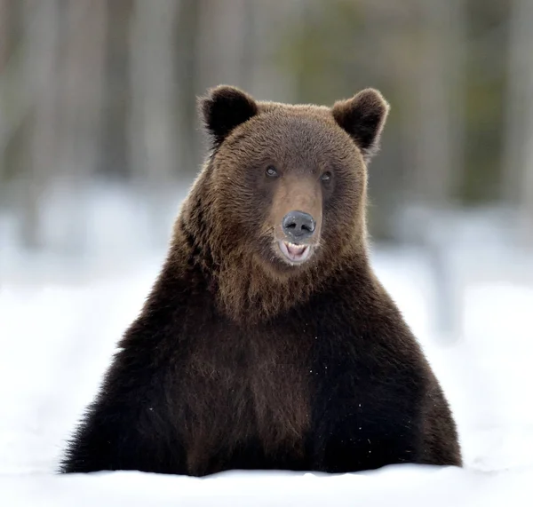 Oso Sienta Nieve Abriendo Boca Vista Frontal Oso Pardo Bosque — Foto de Stock