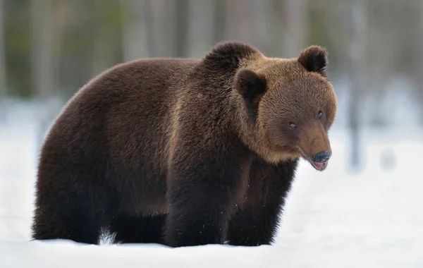 Bruine Beer Het Winterbos Wetenschappelijke Naam Ursus Arctos Natuurlijke Habitat — Stockfoto