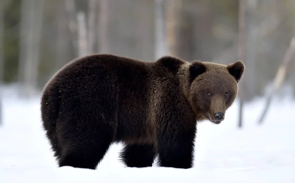 Bruine Beer Het Winterbos Wetenschappelijke Naam Ursus Arctos Natuurlijke Habitat — Stockfoto