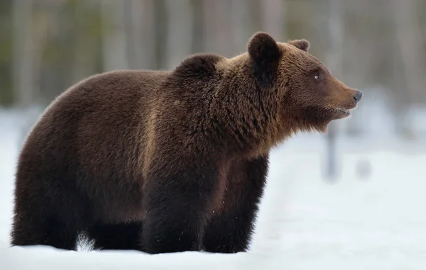 Brown Bear Winter Forest Scientific Name Ursus Arctos Natural Habitat — Stok fotoğraf