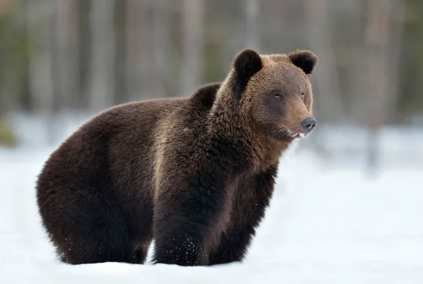 Brązowy Niedźwiedź Zimowym Lesie Nazwa Naukowa Ursus Arctos Siedlisko Naturalne — Zdjęcie stockowe