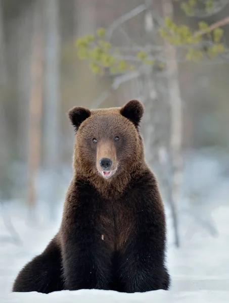 Medve Hóban Kinyitja Száját Előre Nézz Barna Medve Téli Erdőben — Stock Fotó