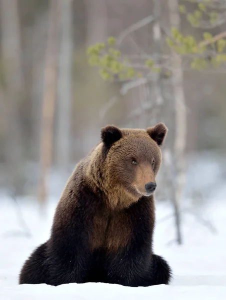 Αρκούδα Κάθεται Στο Χιόνι Στο Χειμερινό Δάσος Μπροστά Καφέ Αρκούδα — Φωτογραφία Αρχείου