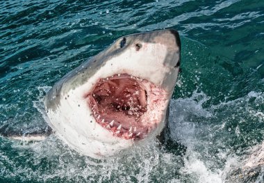 Great white shark with open mouth. Attacking Great White Shark  in the water of the ocean. Great White Shark, scientific name: Carcharodon carcharias. South Africa. clipart