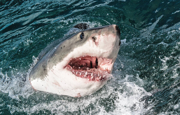 Great white shark with open mouth. Attacking Great White Shark  in the water of the ocean. Great White Shark, scientific name: Carcharodon carcharias. South Africa.